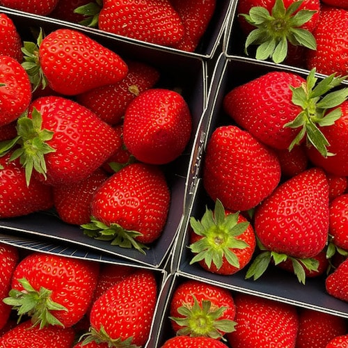 resultado final crecimiento del cultivo de fresa
