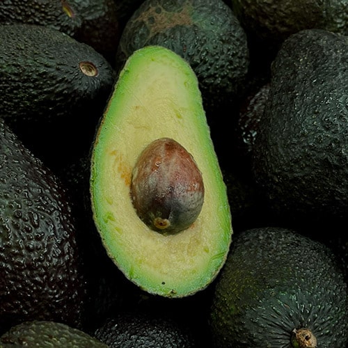 etapa final cultivo de aguacate