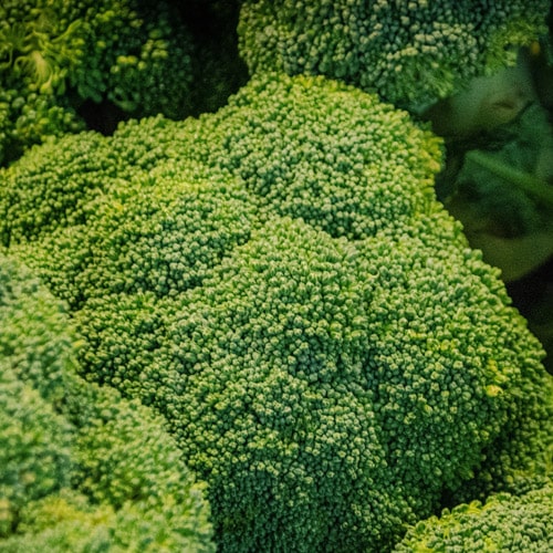 ultima fase de crecimiento cultivo de brócoli