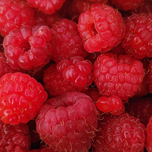 fruto de cultivo de frambuesa