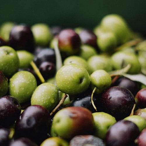 aceitunas de la ultima fase del crecimiento del cultivo del olivar