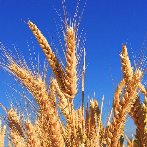 espiga de cultivo de cereales
