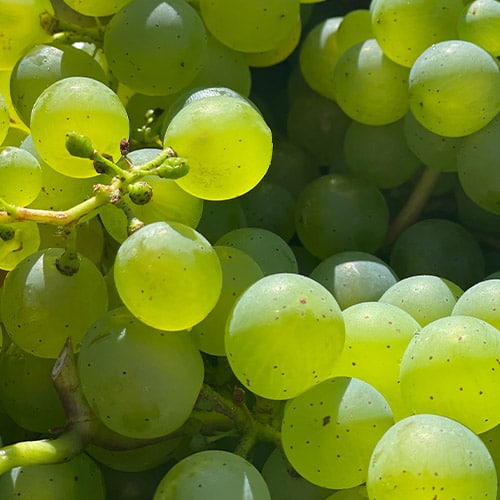 frutos finales crecimiento cultivo de la vid