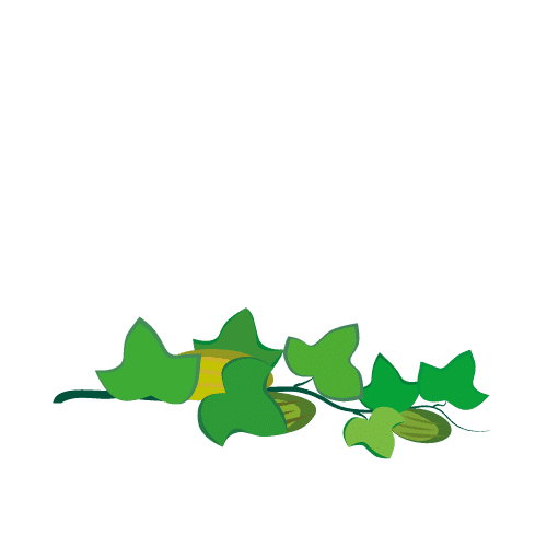 etapa de desarrollo de tubérculos de cultivo de melón