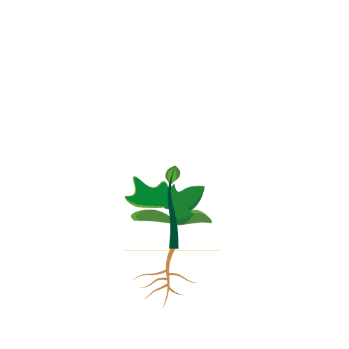 primera fase de siembra del crecimiento del melón