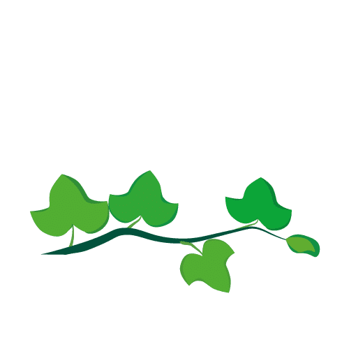 fase de germinación del crecimiento del melón