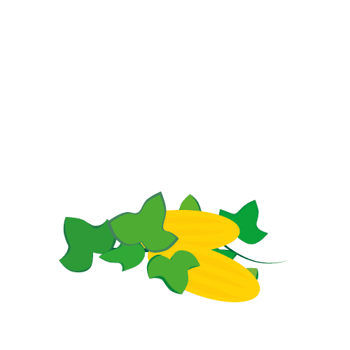 fase de maduración de cultivo de melón