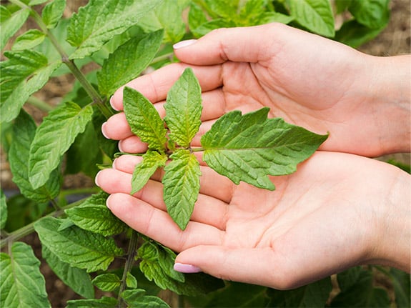 planta sana por productos fitosanitarios