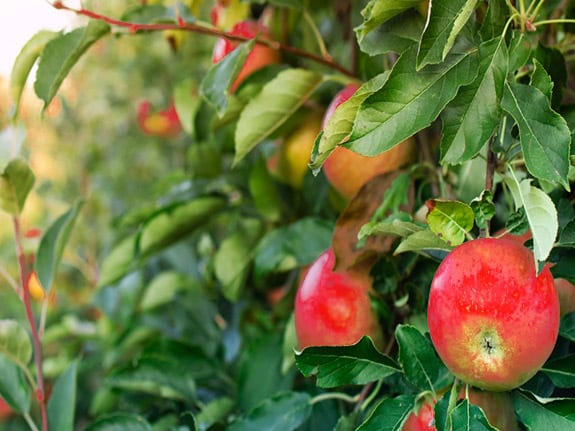 productos bioestimulantes aplicados a manzano