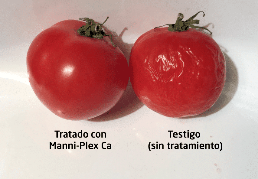 Diferencias entre tomates tratados con BRANDT Manni-Plex Ca