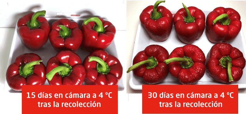 pimientos tratados con BRANDT Manni-Plex