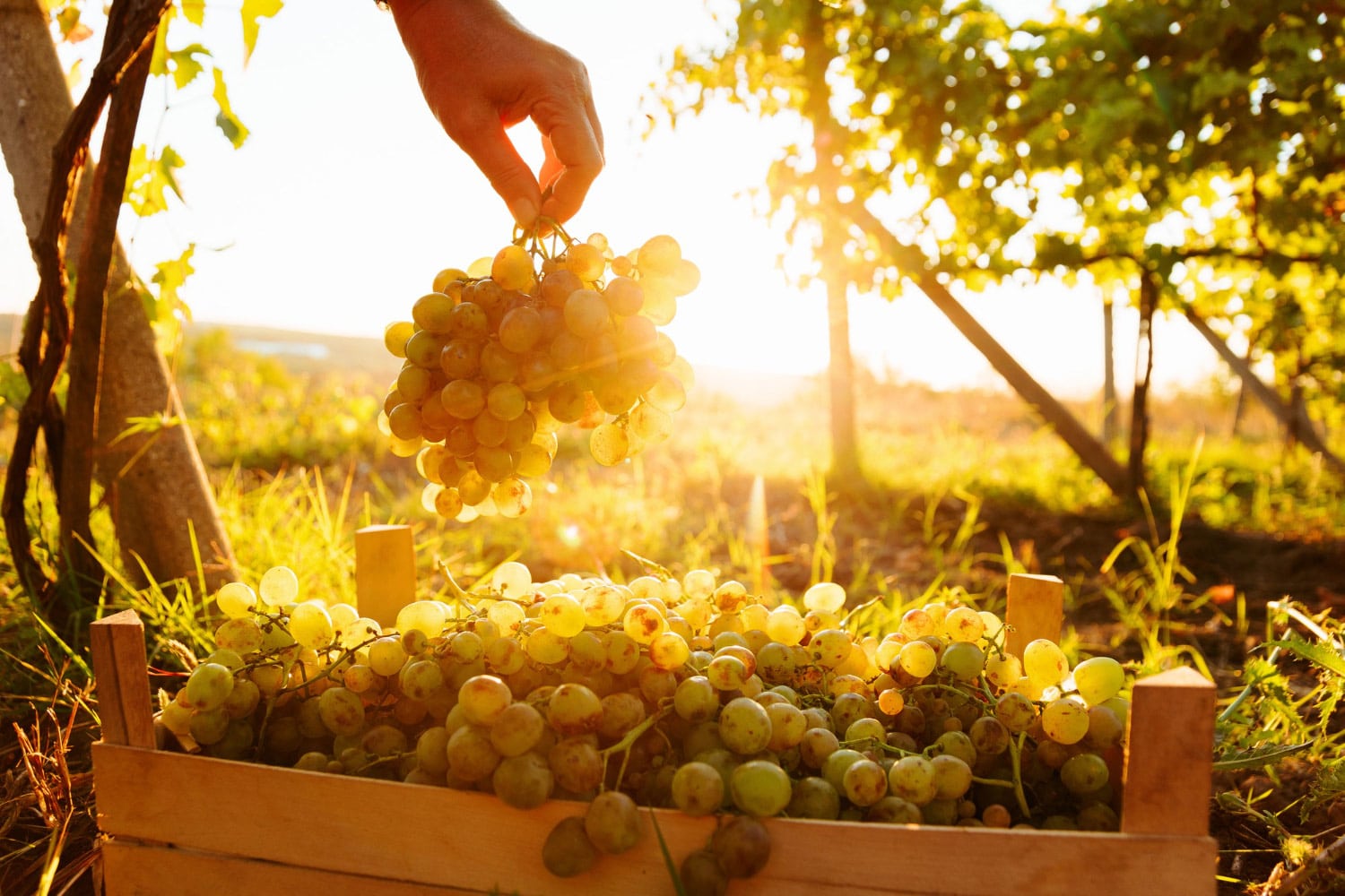 Protección de cosechas de uvas del calor extremo