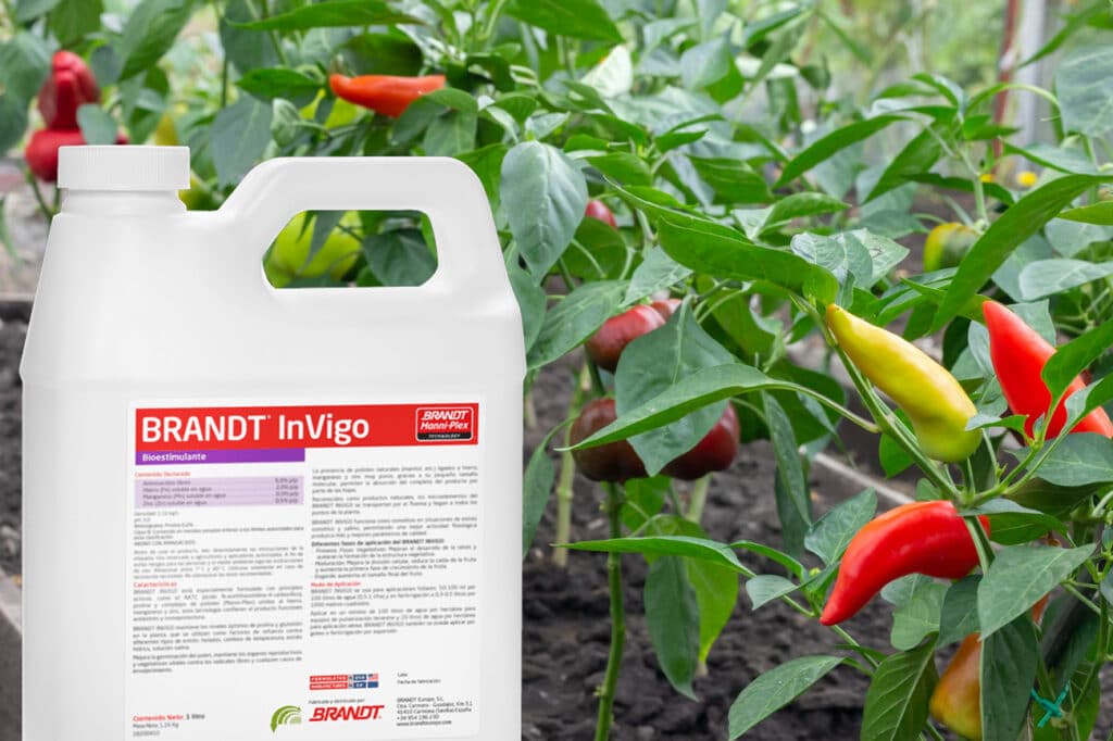 protección antioxidante de cultivos con BRANDT InVigo