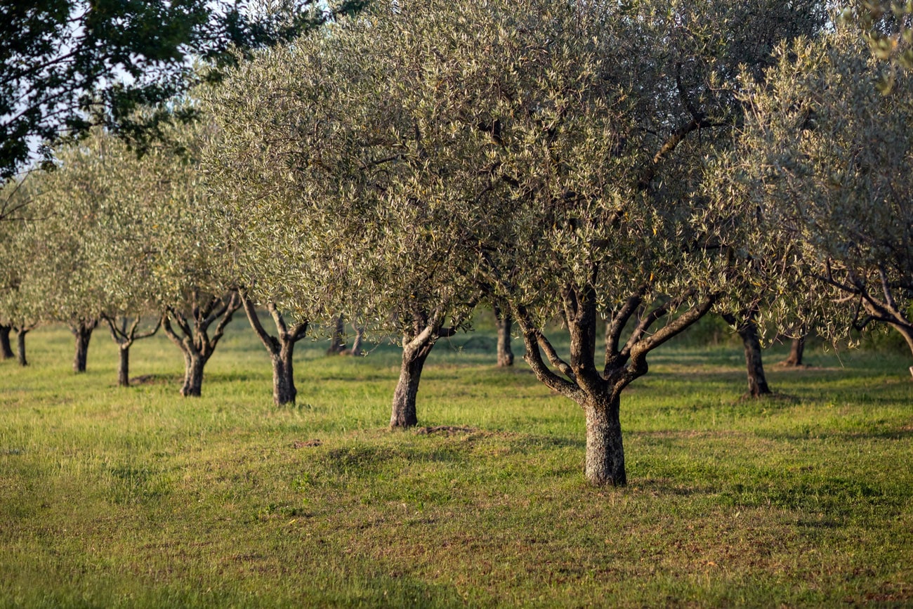 Reducir el estrés oxidativo en olivares con glutatión